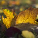 clanek_web_10192013001