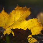 clanek_web_10192013003
