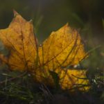 clanek_web_10192013005