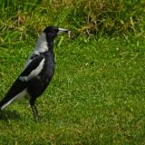 Auckland - Mount Eden